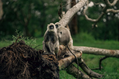 Monkey sitting on tree