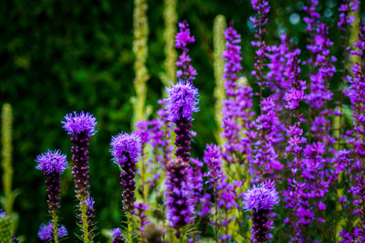 Close-up of purple flowers