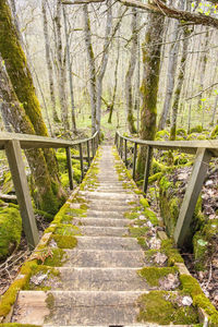 Footpath amidst trees in forest
