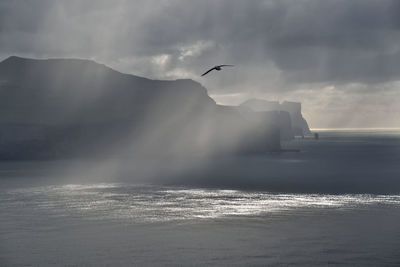 Bird flying over sea against sky