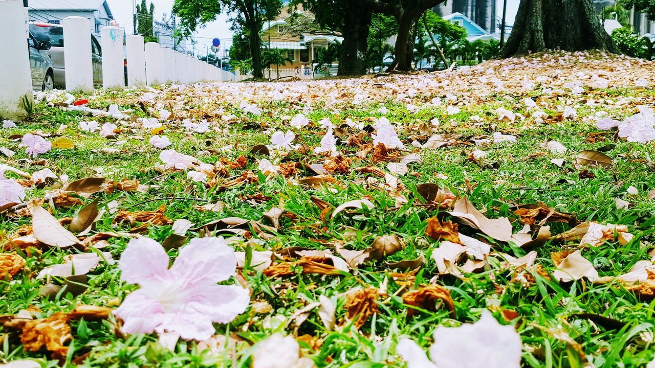 Dried poui flowers