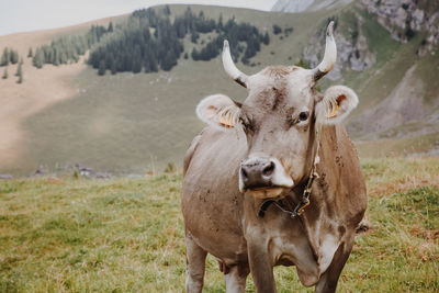 Portrait of cow on field