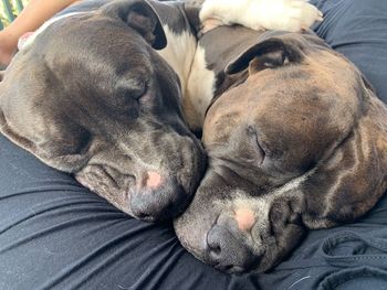 Close-up of dog sleeping