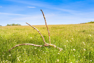 Green grass on field against sky