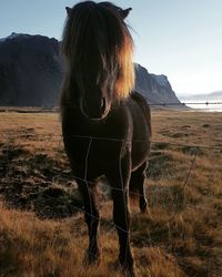 Horse standing in a field