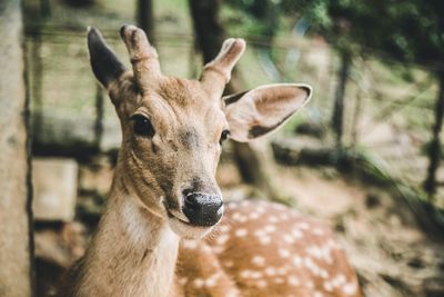 Close-up portrait of deer