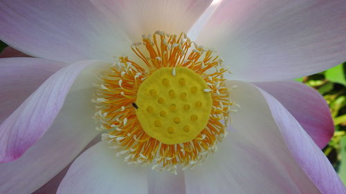 Close-up of lotus water lily