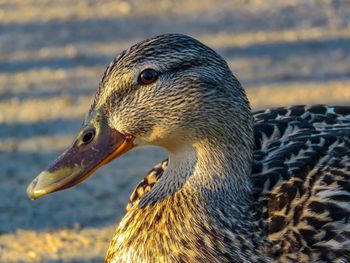 Close-up of a duck