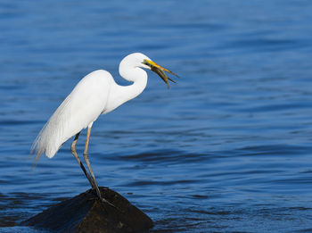 Close-up of heron against lake