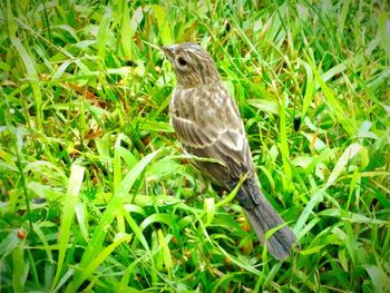 Bird on grassy field