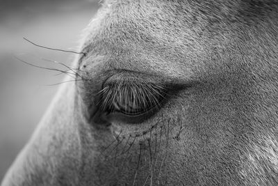 Close-up of horse eye