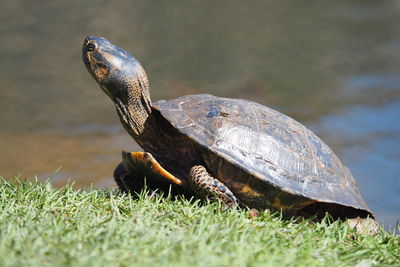 Turtle sunning itself on the bank of a pond.