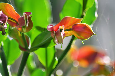 Close-up of red flowering plant