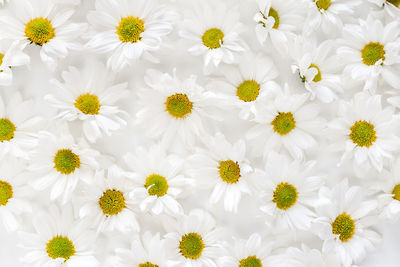 Full frame shot of white daisy flowers