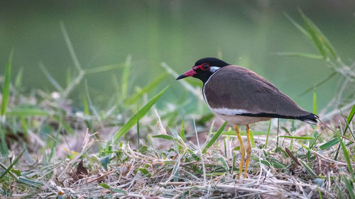 Close-up of bird perching on grass