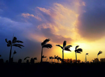 Silhouette palm trees at sunset