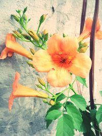 Close-up of flowers blooming outdoors