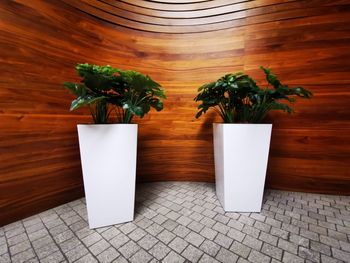 High angle view of potted plant on table