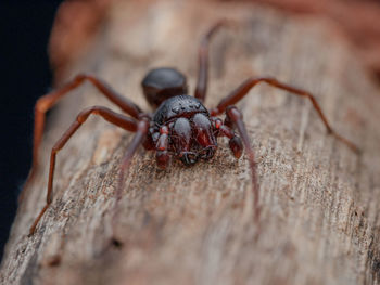 Close-up of spider