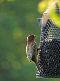 Close-up of bird perching on feeder