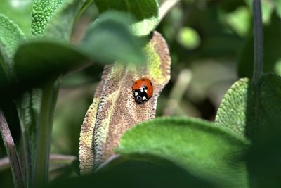 Close-up of ladybug on leaf