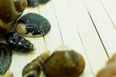 High angle view of shell on table