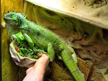 Close-up of hand feeding on green lizard