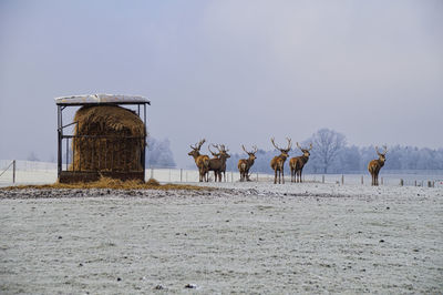 View of horses on field against sky