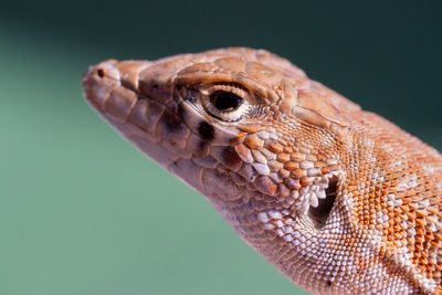 Close-up of lizard