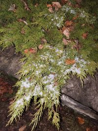 High angle view of flowering plants on land