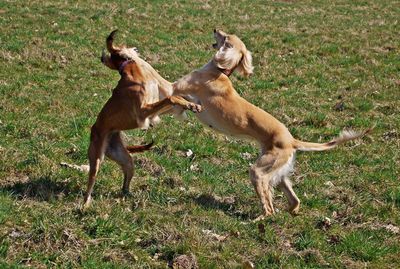 Dogs running on field