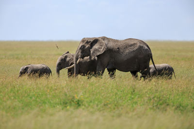 Elephants on field