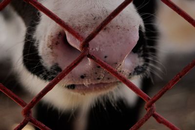 Close-up of cow snout by fence