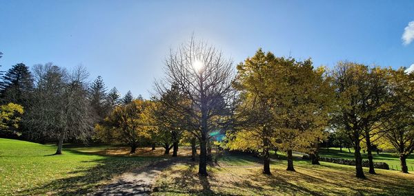 Trees on field against clear sky during autumn