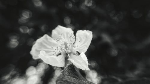 Close-up of flower blooming outdoors