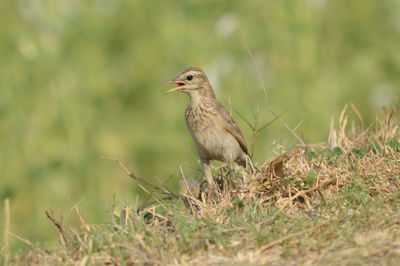 Bird perching on grass