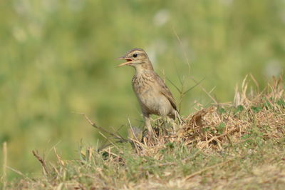 Close-up of meadow pipit on grass