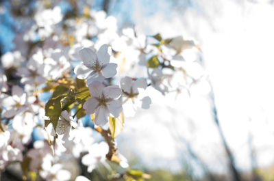 Close-up of white cherry blossoms in spring