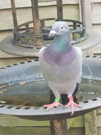 Close-up of pigeon perching on railing