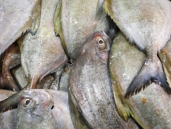 Close-up of fish for sale in market