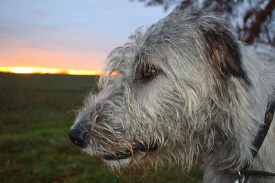 Close-up of dog on field against sky during sunset