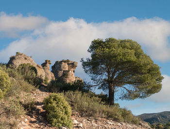 Trees growing on rock against sky