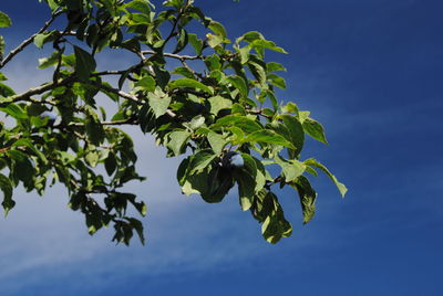 Low angle view of leaves against sky