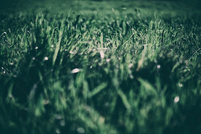 Close-up of grass on field