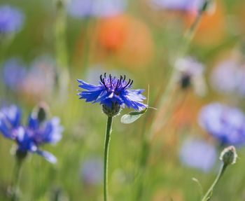 Close-up of purple flowering plant