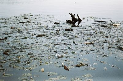 View of birds on beach