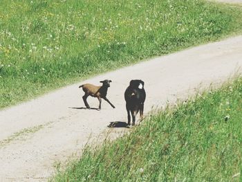 High angle view of dog on field