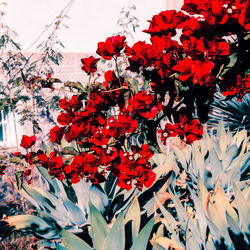 Close-up of red flowering plant