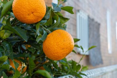 Close-up of orange fruits on tree