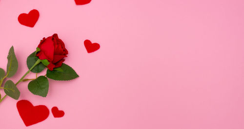 Close-up of red rose over colored background